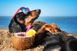 Pet-Friendly Travel