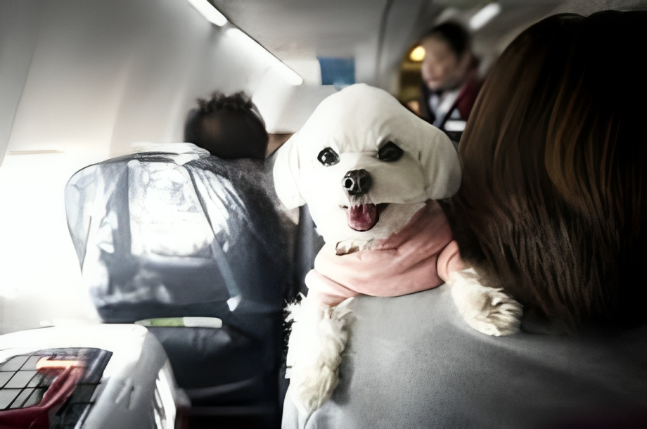Flying Etihad with Pets: A Complete Guide