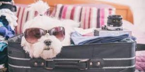 Flying Etihad with Pets: A Complete Guide